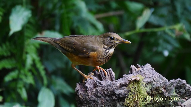 Black-breasted Thrush - ML201590321