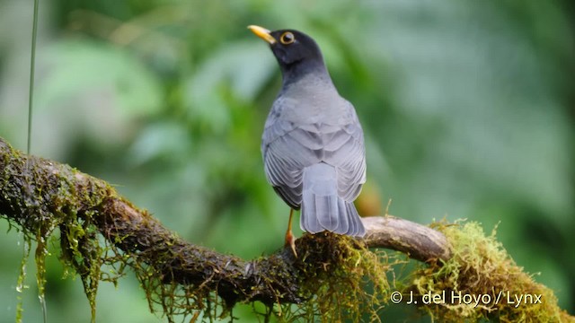 Black-breasted Thrush - ML201590331