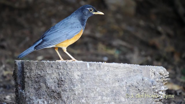 Black-breasted Thrush - ML201590341