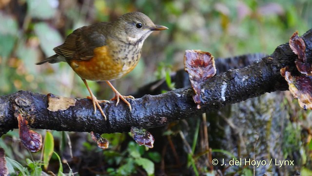 Black-breasted Thrush - ML201590361