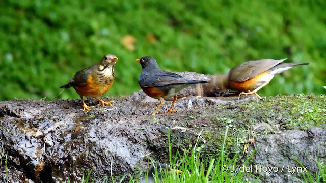 Black-breasted Thrush - ML201590371