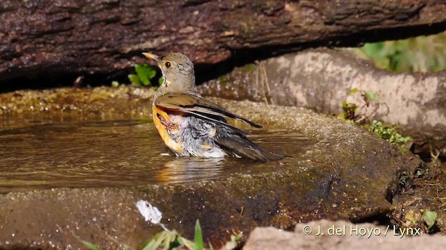 Black-breasted Thrush - ML201590381