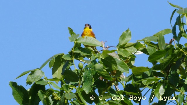 Black-headed Bunting - ML201590421