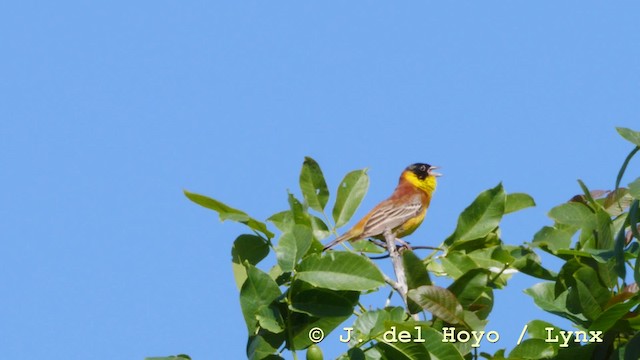 Black-headed Bunting - ML201590431