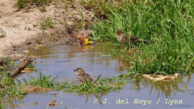 Black-headed Bunting - ML201590441