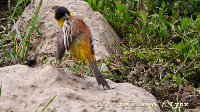 Black-headed Bunting - ML201590451