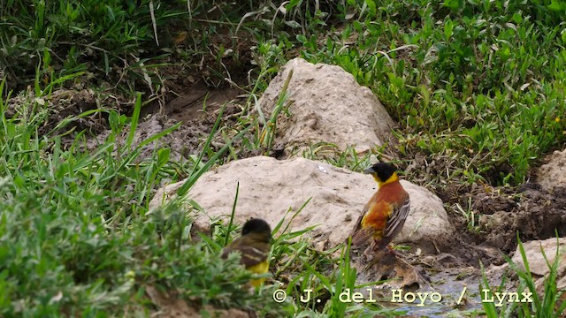 Black-headed Bunting - ML201590461