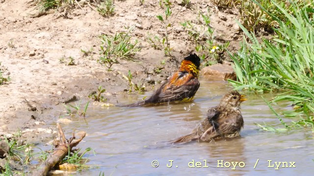 Black-headed Bunting - ML201590471