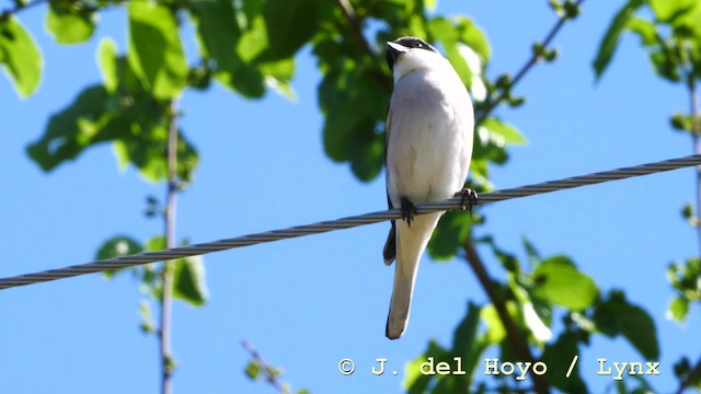 Antzandobi txikia - ML201590571