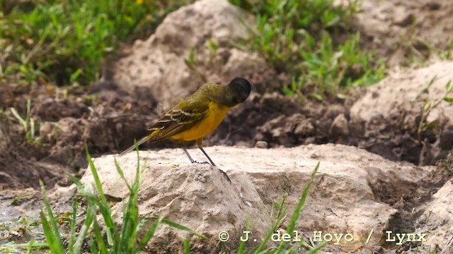 Western Yellow Wagtail (feldegg) - ML201590641