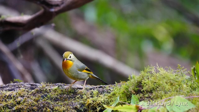 Red-billed Leiothrix - ML201590751