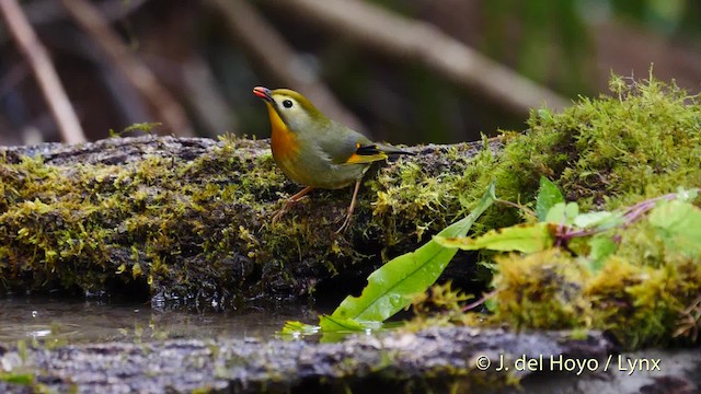 Red-billed Leiothrix - ML201590761