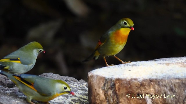 Red-billed Leiothrix - ML201590771