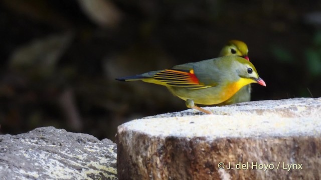 Red-billed Leiothrix - ML201590781