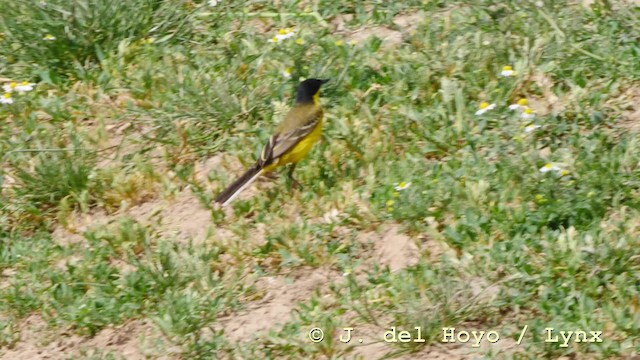 Western Yellow Wagtail (feldegg) - ML201590841