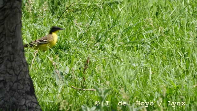 Western Yellow Wagtail (feldegg) - ML201590851