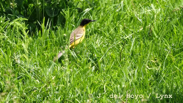 Western Yellow Wagtail (feldegg) - ML201590861