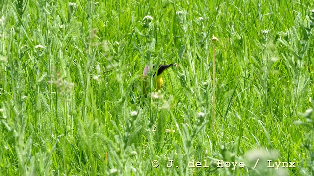 Western Yellow Wagtail (feldegg) - ML201590871