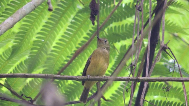 Ochre-bellied Flycatcher - ML201590921