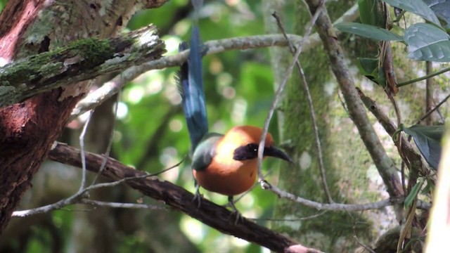 Rufous Motmot - ML201590931