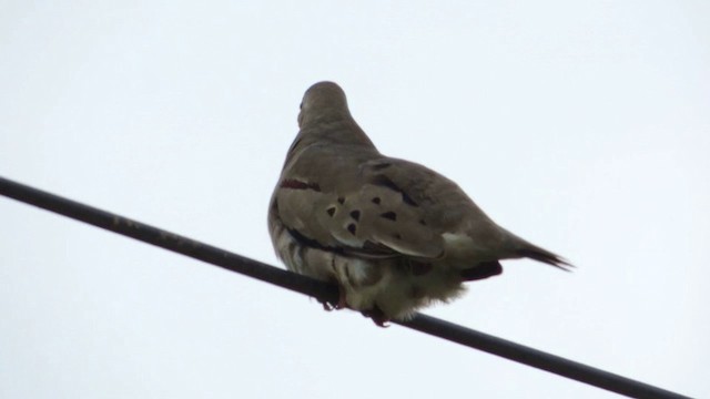 Colombe à bec jaune - ML201590951