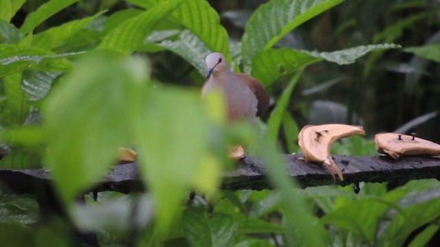 Pallid Dove - ML201591001