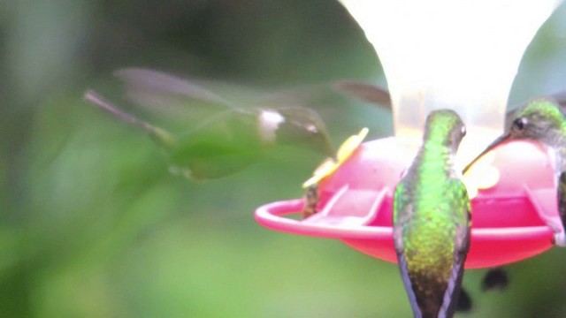 Colibrí de Mitchell - ML201591061