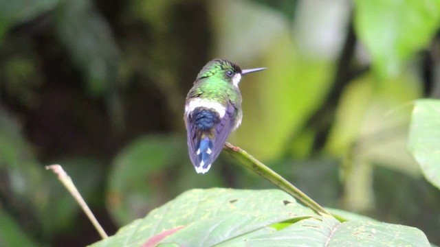 Green Thorntail - ML201591071