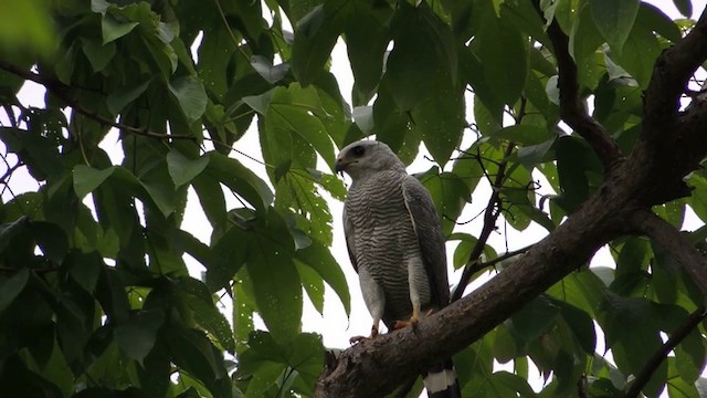 Gray-lined Hawk - ML201591091