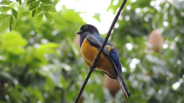 Gartered Trogon - ML201591121