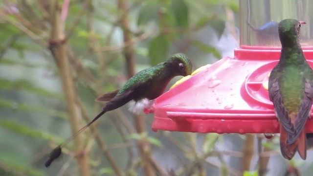 White-booted Racket-tail - ML201591131