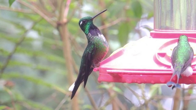 Purple-bibbed Whitetip - ML201591151