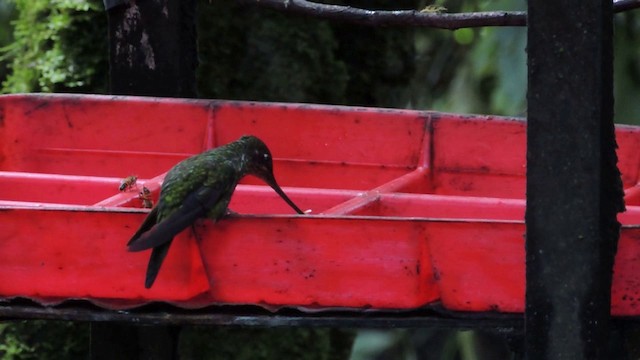 Sword-billed Hummingbird - ML201591211