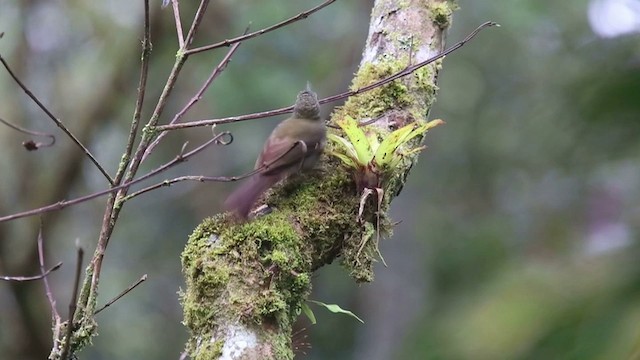 Olive-backed Woodcreeper - ML201591241