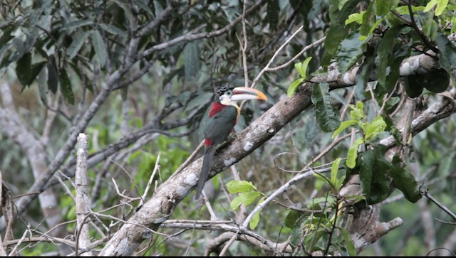 ニジチュウハシ - eBird