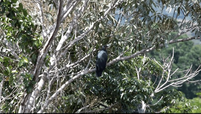 Red-throated Caracara - ML201591281