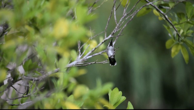 Colibrí Piquilargo - ML201591291