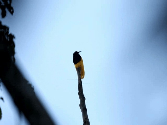 Twelve-wired Bird-of-Paradise - ML201591351