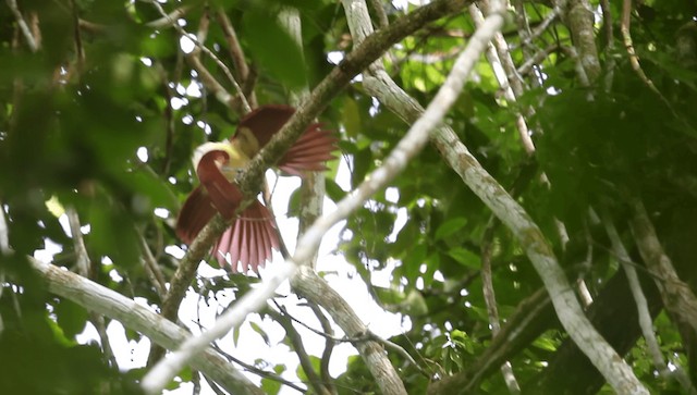 Lesser Bird-of-Paradise - ML201591371