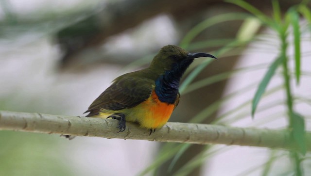 Palawan Sunbird - ML201591421