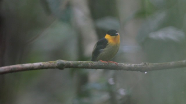 Golden-collared Manakin - ML201591461