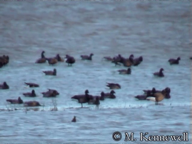 Brant (Dark-bellied) - ML201591541