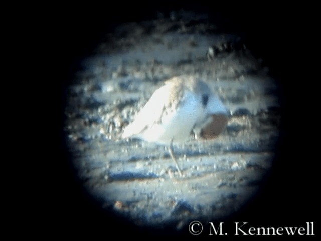 White-faced Plover - ML201591591