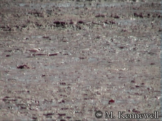 White-faced Plover - ML201591601