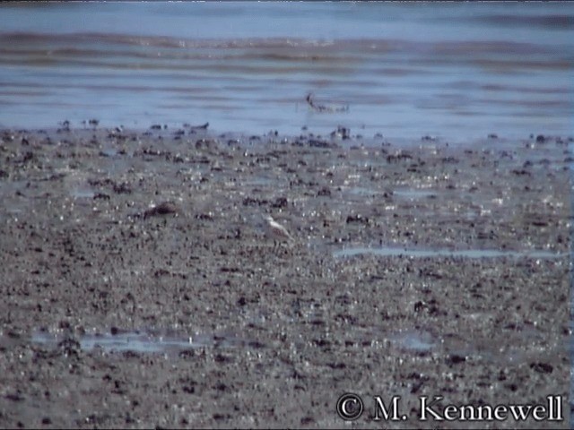 White-faced Plover - ML201591611