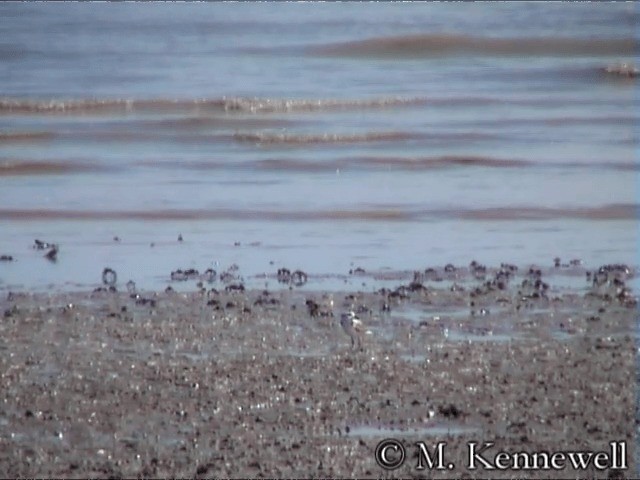 White-faced Plover - ML201591621