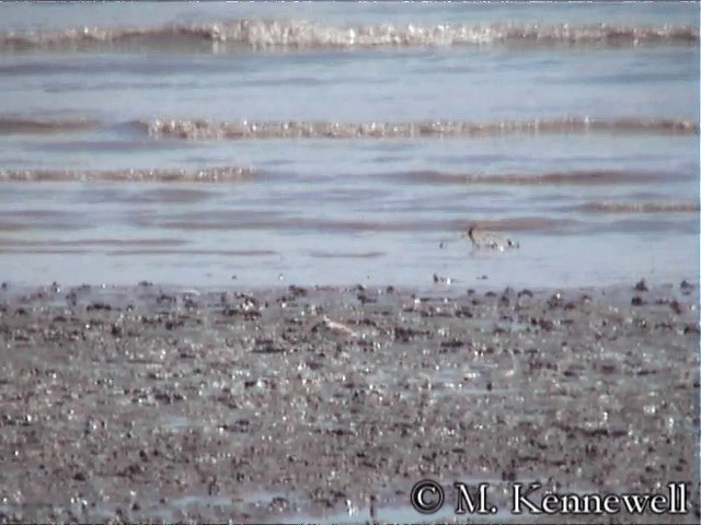 Pluvier de Swinhoe - ML201591631