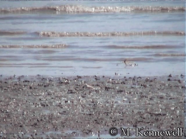 White-faced Plover - ML201591631