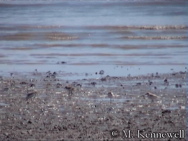 White-faced Plover - ML201591641