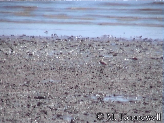 White-faced Plover - ML201591651